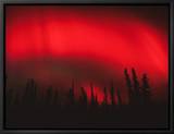 Red Aurora Borealis, Alaska Framed Canvas Transfer von Michael S. Quinton