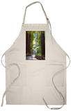 Muir Woods National Monument, California - Pathway Apron Apron
