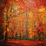 Red November Photographic Print by Philippe Sainte-Laudy
