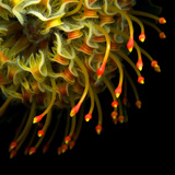 Pincushion Protea Photographic Print by Magda Indigo