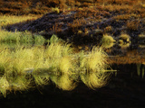Golden Grass Photographic Print by Art Wolfe