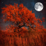 Halloween Color Photographic Print by Philippe Sainte-Laudy