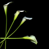 White Calla Lily 2 Photographic Print by Magda Indigo