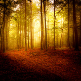 The Smell of Autumn Photographic Print by Philippe Sainte-Laudy