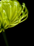 Floral Close-Up 3 Photographic Print by Doug Chinnery