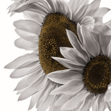 White Softness Photographie par Philippe Sainte-Laudy