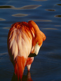 Preening I Photographic Print by Art Wolfe