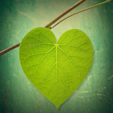 Nature Lover Photographic Print by Philippe Sainte-Laudy