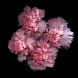 Pink Carnations Photographic Print by Magda Indigo