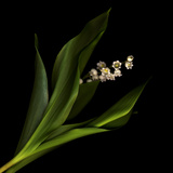 Muguet Photographie par Magda Indigo