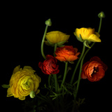 Yellow and Red Ranunculus Photographic Print by Magda Indigo