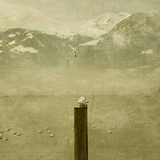 Birds Photographic Print by Philippe Sainte-Laudy