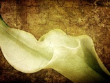 Immortal Passion Photographic Print by Doug Chinnery