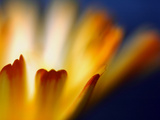 Fire Giclee Print by Ursula Abresch