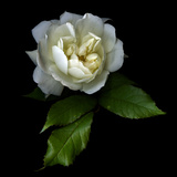 White Rose Fotoprint van Magda Indigo