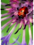 Cocooning Photographic Print by Philippe Sainte-Laudy
