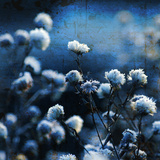 Blue Bouquet Photographic Print by Philippe Sainte-Laudy