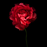 Red Ranunculus Photographic Print by Magda Indigo