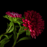 Red Aster I Photographic Print by Magda Indigo