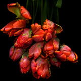 Parrot Tulips Photographic Print by Magda Indigo