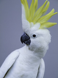 Cocky Photographic Print by Art Wolfe