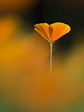 Orangina Giclee Print by Ursula Abresch