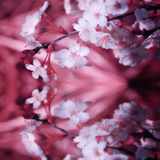 Reflex Photographic Print by Philippe Sainte-Laudy