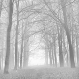 Forest in White Photographic Print by Doug Chinnery