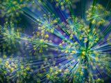 Dill Giclee Print by Ursula Abresch