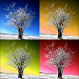 Four Seasons Photographic Print by Philippe Sainte-Laudy