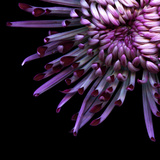 Spider Chrysanthemum Photographic Print by Magda Indigo