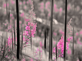 Fireweed Giclee Print by Ursula Abresch