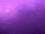 Purple Rain Photographic Print by Philippe Sainte-Laudy