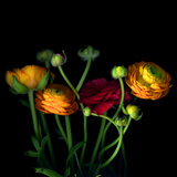 Ranunculus Photographic Print by Magda Indigo