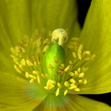 Poppy Yellow Photographic Print by Magda Indigo