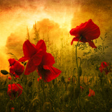 Red for Love Photographic Print by Philippe Sainte-Laudy