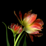 Double Trouble Photographic Print by Magda Indigo
