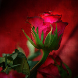 Red on Red Photographic Print by Philippe Sainte-Laudy