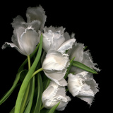 Frayed Tulips Photographic Print by Magda Indigo