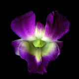 Orchid Photographic Print by Magda Indigo