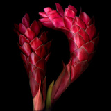 Ginger Photographic Print by Magda Indigo