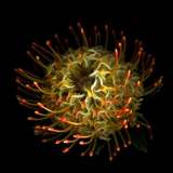 Protea 10 Photographic Print by Magda Indigo