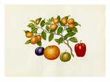 Fortunella margarita, Annona reticulata, Prunus domestica, Citrus sinensis Giclee Print by  Wang Lui Chi