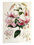 Lilium speciosum Giclee Print by Walter Hood Fitch