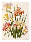 Freesia corymbosa Giclee Print by J.L. Goffart