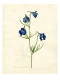 Delphinium grandiflorum var. chinensis Giclee Print by John Curtis