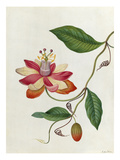 Moniers Passion Flower Giclee Print by James Bolton