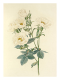 Rosa alba Giclee Print by Alfred William Parsons