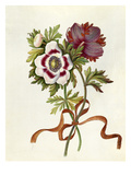 Anemones Giclee Print by James Bolton