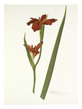 Plate 5 Giclee Print by  Williamson